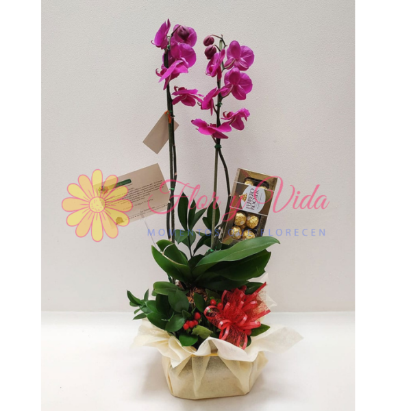Orquídea Phalaenopsis Del Amor
