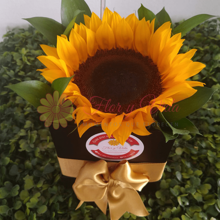 GIRASOL SUR | FLOR Y VIDA