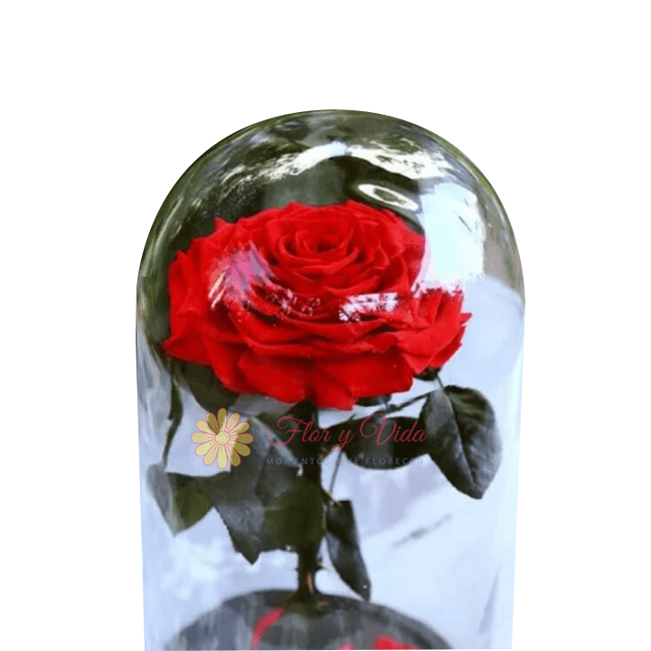 Rosa Inmortalizada Roja 3 Floristería en Cali | Flor y Vida | Envío Gratís