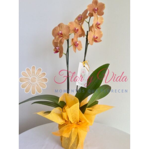 ORQUÍDEA PHALAENOPSIS AMARILLA | FLOR Y VIDA