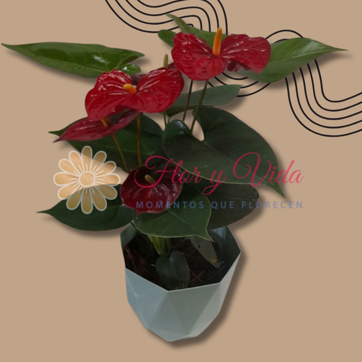 ANTURIOS EN CALI FLORISTERIAS EN CALI PLANTAS EN CALI VIVEROS EN CALI 3