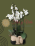 Flores a domicilio en Cali - Floristerías en cali 19 ORQUIDEAS EN CALI FLORISTERIAS EN CALI PLANTAS Y VIVEROS COLOMBIA DOMICILIOS EN CALI 11
