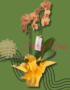 ORQUIDEAS EN CALI FLORISTERIAS EN CALI PLANTAS Y VIVEROS COLOMBIA DOMICILIOS EN CALI 18