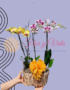 Flores a domicilio en Cali - Floristerías en cali 13 ORQUIDEAS EN CALI FLORISTERIAS EN CALI PLANTAS Y VIVEROS COLOMBIA DOMICILIOS EN CALI 20 1