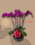 ORQUIDEAS EN CALI FLORISTERIAS EN CALI PLANTAS Y VIVEROS COLOMBIA DOMICILIOS EN CALI 21