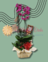 ORQUIDEAS EN CALI FLORISTERIAS EN CALI PLANTAS Y VIVEROS COLOMBIA DOMICILIOS EN CALI 7