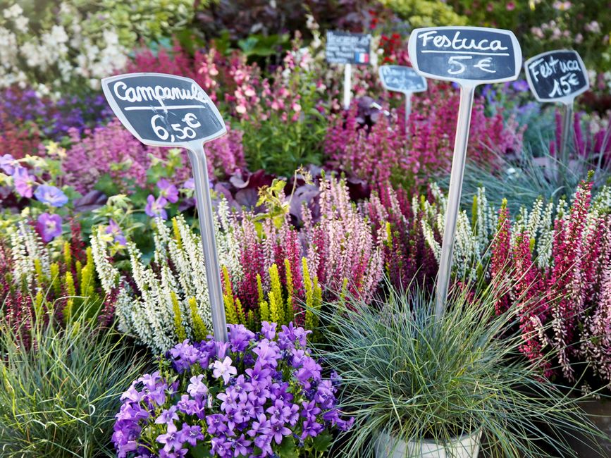 Floristerías en cali — El secreto de la frescura: variedades locales versus importadas