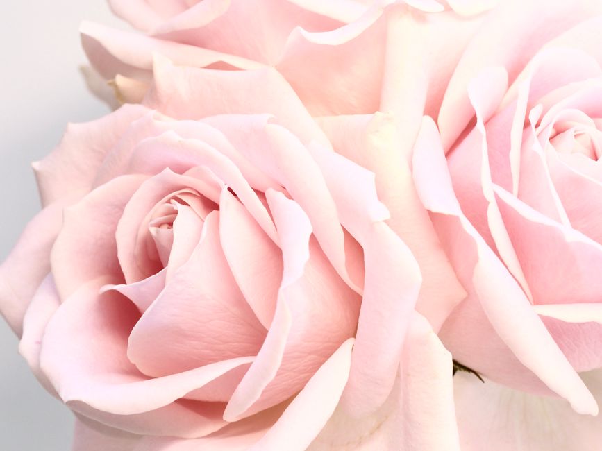 Best floristerías en cali — Floristería La Rivera: La opción más confiable para eventos