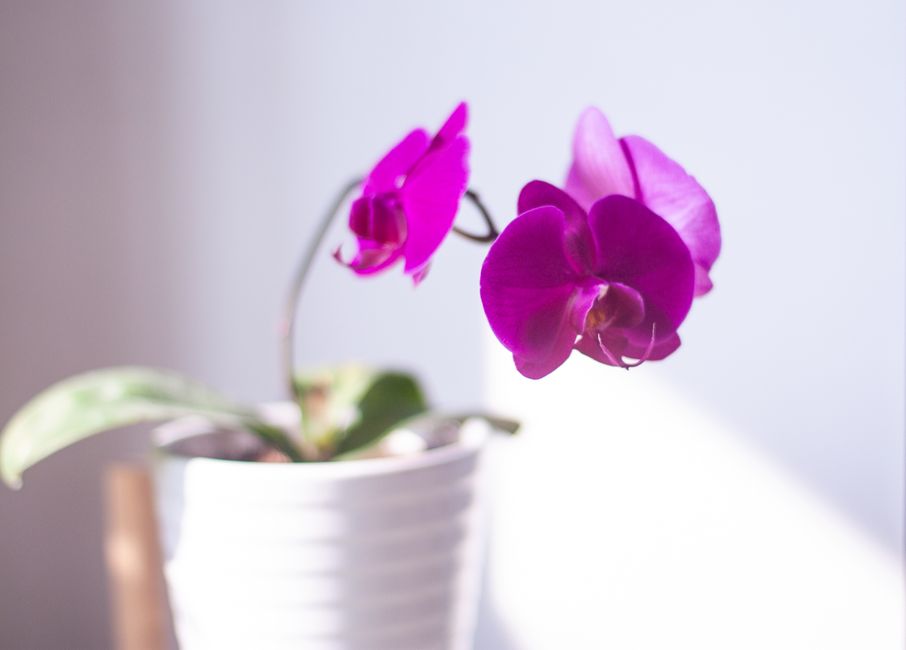 Arreglos con orquídeas para regalo — visual overview