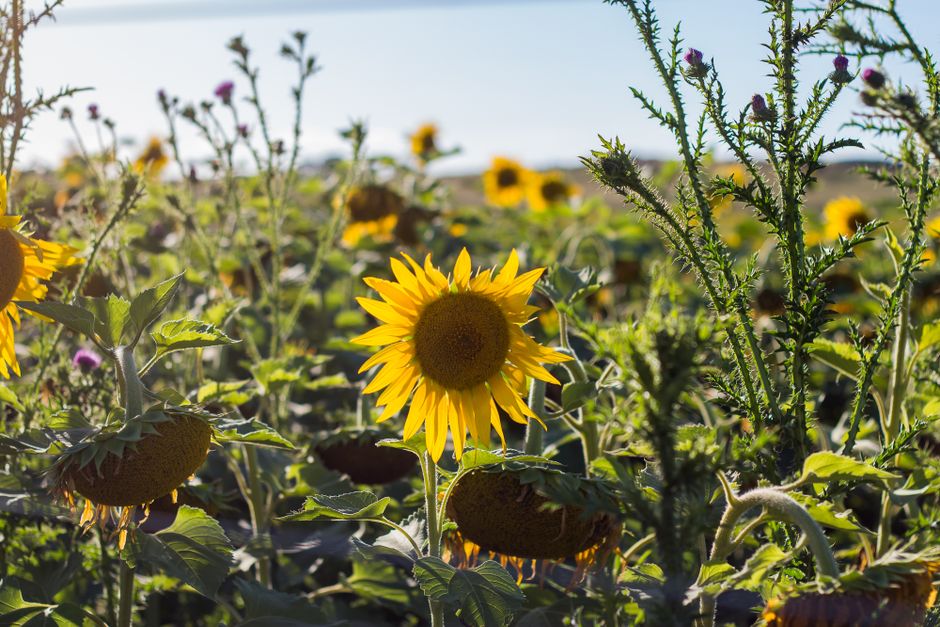 Por qué los ramos de girasoles a domicilio Cali son el regalo perfecto