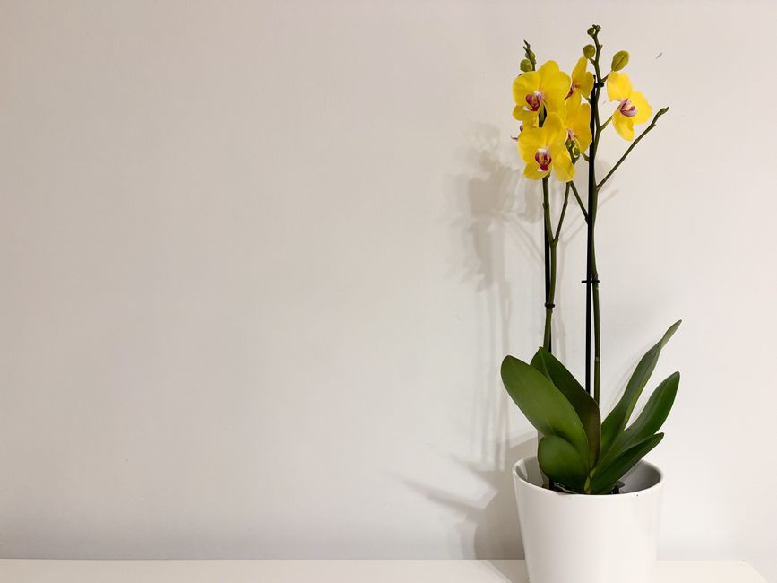 Por qué los arreglos con orquídeas para regalo son la apuesta segura