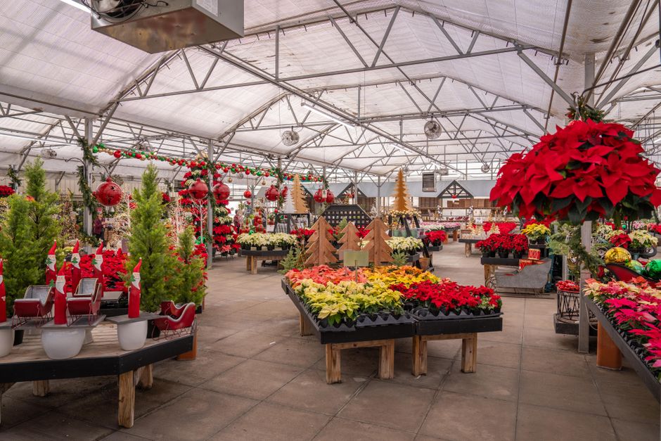 Por qué elegir flores para regalar en navidad este 2024