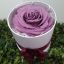 Floristerías-en-cali-101 Rosa preservada morada