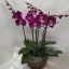 Floristerías-en-cali-94 Orquídea phalaenopsis