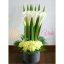 floristerias en cali m (20)